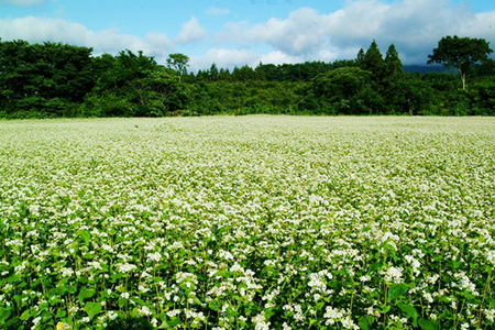 20140925soba_flower.jpg